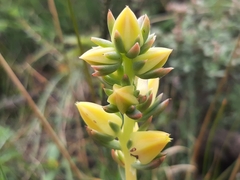 Echeveria platyphylla