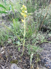 Echeveria platyphylla