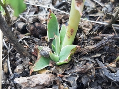 Echeveria platyphylla