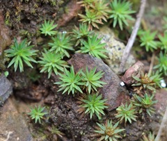 Dawsonia longiseta