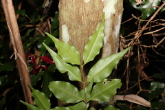 Syzygium francisii