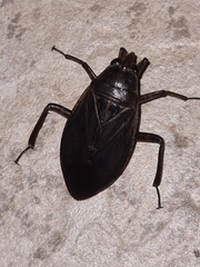 Belostoma