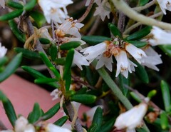 Rhamnaceae