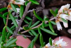 Rhamnaceae