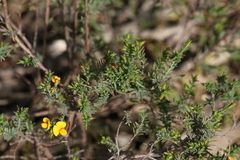 Eutaxia diffusa