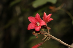 Brachychiton bidwillii