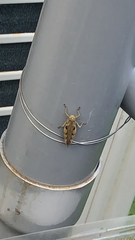 Xenocatantops humilis