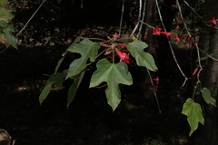 Brachychiton bidwillii