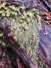 Hypnum circinale