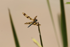 Rhyothemis graphiptera