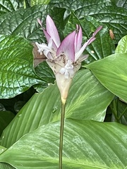 Goeppertia loeseneri