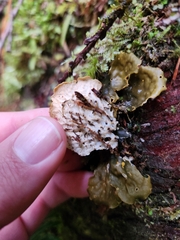 Peltigera neopolydactyla