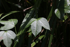 Passiflora herbertiana