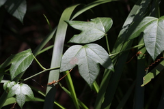 Passiflora herbertiana