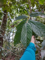 Theobroma subincanum