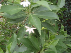 Scaevola gaudichaudiana