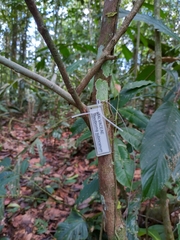 Theobroma subincanum
