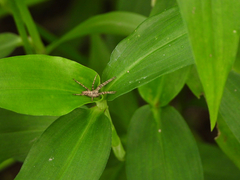 Pisaura ancora