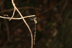 Episynlestes albicaudus