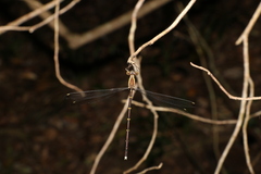 Episynlestes albicaudus