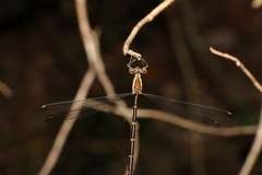 Episynlestes albicaudus