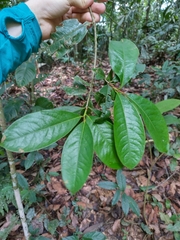 Erythroxylum macrophyllum