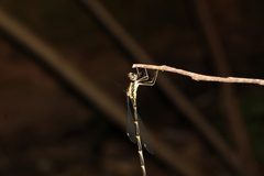 Episynlestes albicaudus