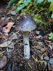 Amanita constricta