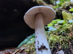 Amanita constricta