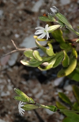 Silene crassifolia