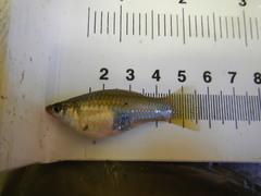 Xiphophorus hellerii