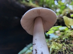 Amanita constricta