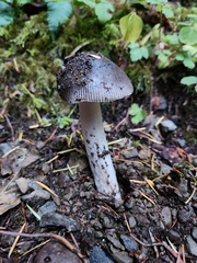 Amanita constricta