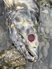 Oncorhynchus keta