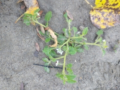 Solanum physalifolium