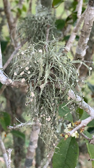 Ramalina stenospora