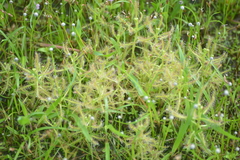 Drosera indica