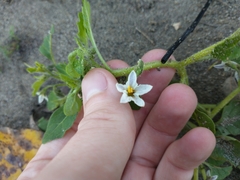 Solanum physalifolium