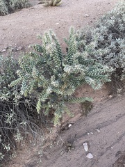 Cylindropuntia fulgida