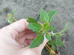 Solanum physalifolium