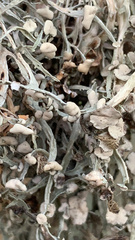 Ramalina stenospora