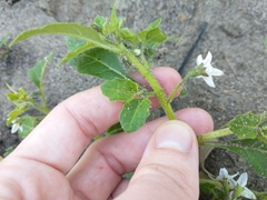 Solanum physalifolium