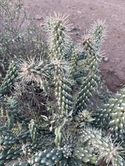 Cylindropuntia fulgida