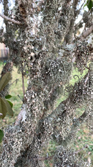 Ramalina stenospora