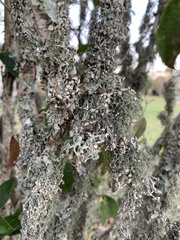 Ramalina stenospora
