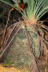 Macrozamia fraseri