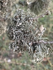 Ramalina stenospora