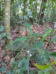 Pausandra trianae