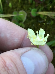 Parnassia cirrata intermedia