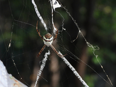 Argiope minuta